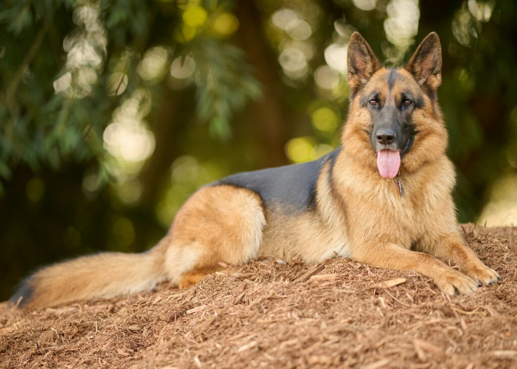 German Shepherd outside on mulch.