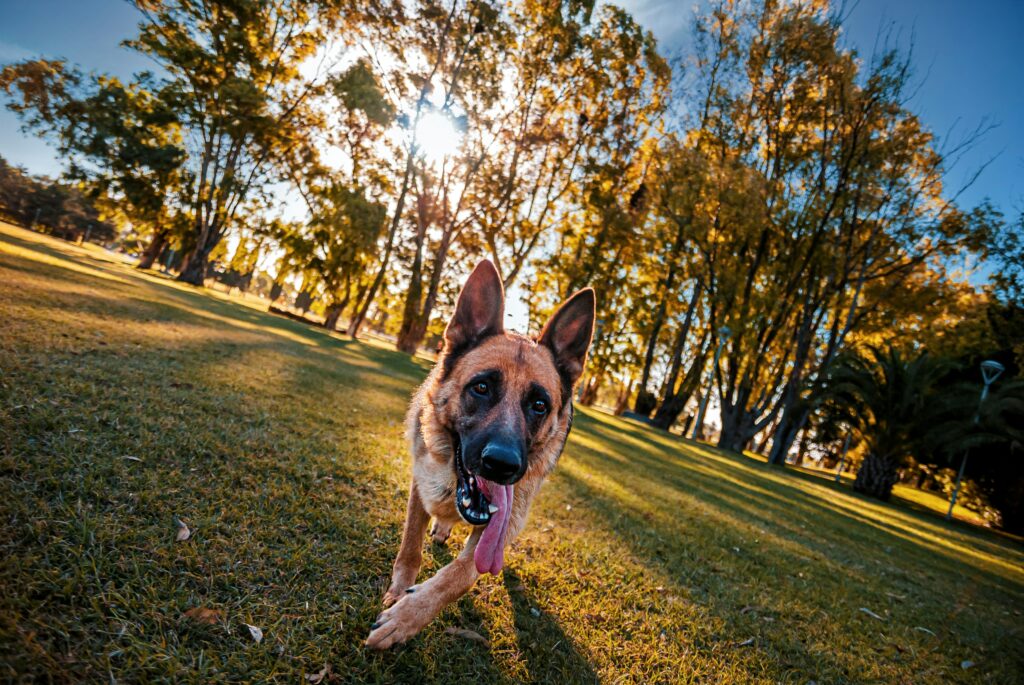 German Shepherd walking in a park