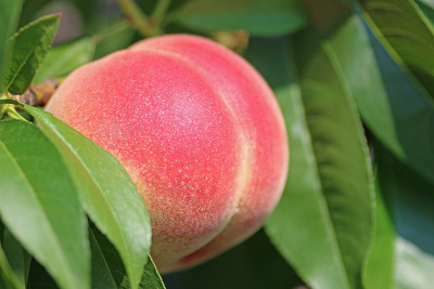 a round juicy peach