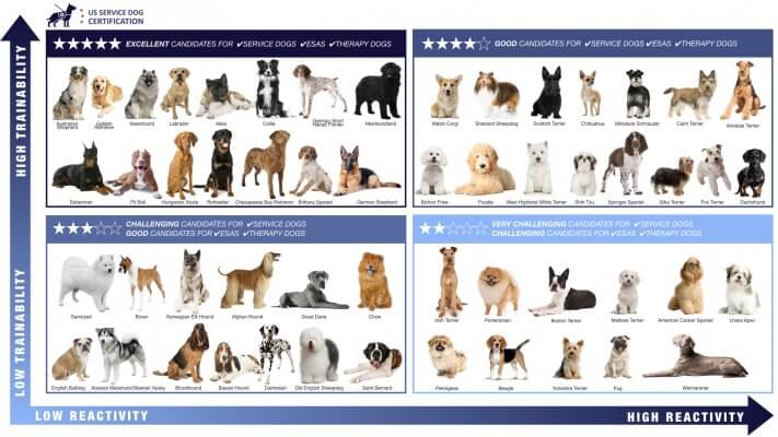 Infographic of service dog trainability levels