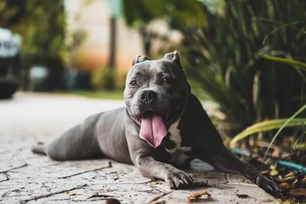 Grey put bull lies happily on pavement with his tongue out