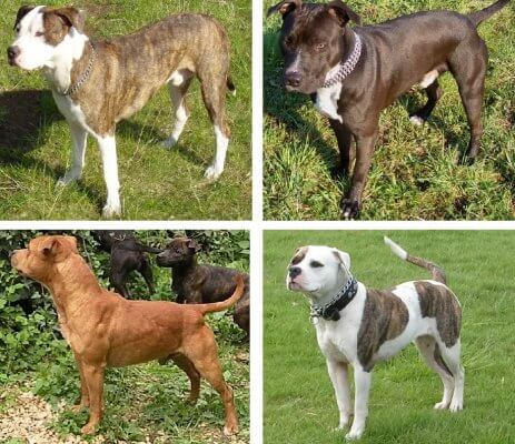 Four breeds of pit bull, American Pit Bull Terrier, American Staffordshire Terrier, American Bulldog, and Staffordshire Bull Terrier