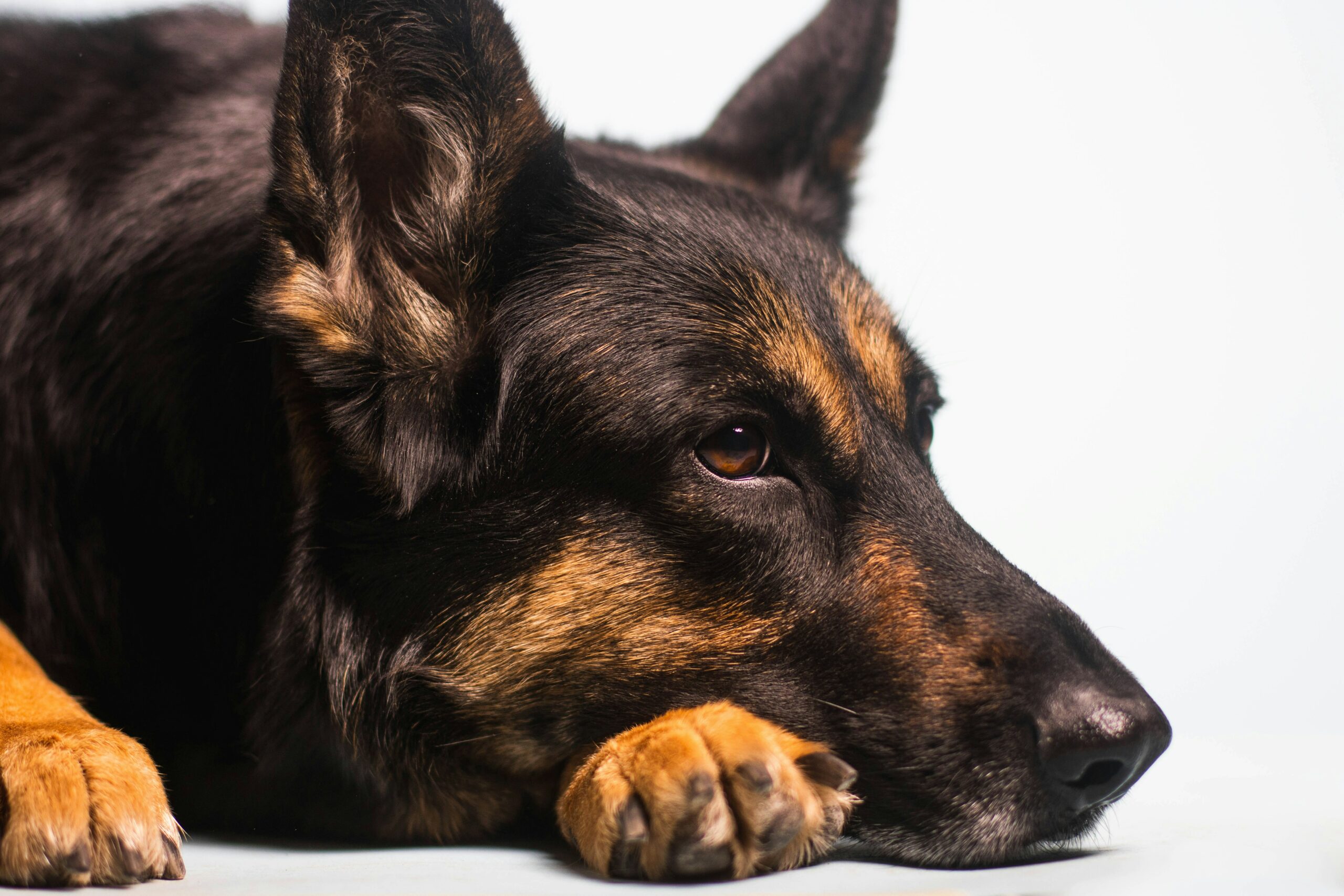 German Shepherd Laying down