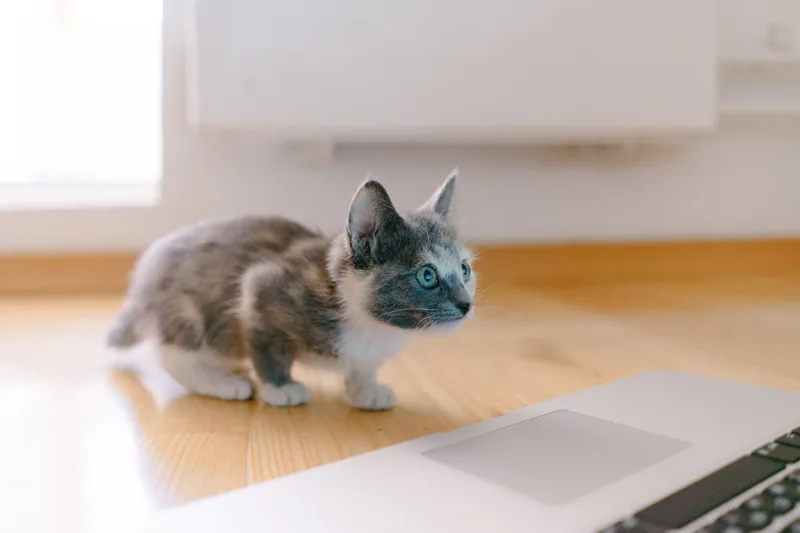 Emotional support cat at home, looking at the esa letter obtained online.